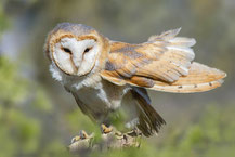 Schleiereule (Tyto alba); Foto: Viola Wege