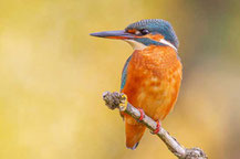 Eisvogel (Alcedo atthis)