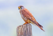 Turmfalke