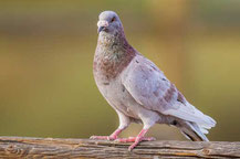 Straßentaube (Columba livia domestica)