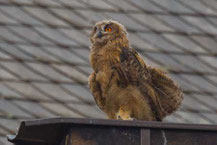 Uhu (Bubo bubo)