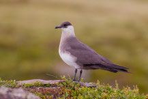 Schmarotzerraubmöwe (Stercorarius parasiticus)