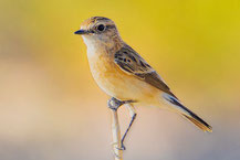 Pallasschwarzkehlchen (Saxicola maurus)