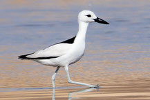 Reiherläufer (Dromas ardeola) in einer Laguna am Golf von Oman (Dezember 2025).