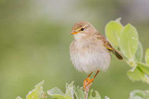 Fitis (Phylloscopus trochilus) in einer Saalweide sitzende auf der norwegischen Halbinsel Varanger.