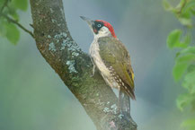 Grünspecht (Picus viridis), Foto: Viola Wege