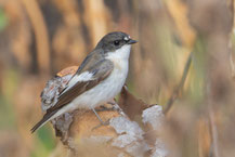 Trauerschnäpper (Ficedula hypoleuca)