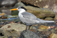 Rüppellseeschwalbe (Thalasseus bengalensis), sitzt auf einem Stein am Golf von Oman. 