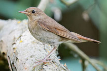 Sprosser (Luscinia luscinia) sitz auf einem Ast im Oderbruch und schaut nach links.