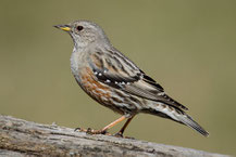 Alpenbraunelle (Prunella collaris); Foto: Viola Wege