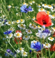 Wildflowers for a lawn