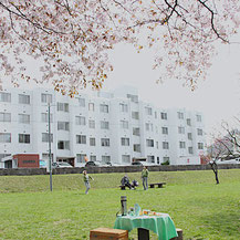 発寒河畔公園の桜の木の下でテーブルピクニック。