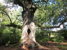 Giant oak tree, Urwald Sababurg