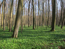 Wild garlic growing in beech forest in Hainich National Park, Thuringia