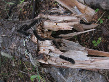 Caterpillar pest in Lago Jeinimeni Reserve