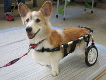 犬の車椅子　犬用車いす　犬 車イス　犬 歩行器　Dog Kart　車椅子犬　クララワークス