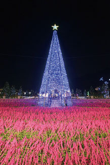 写真提供: あしかがフラワーパーク
