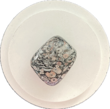 Turitellajaspis Trommelstein