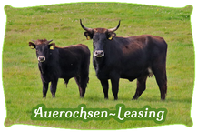 Auerochsen-Leasing | Mein BioRind