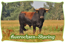 Auerochsen-Sharing | Mein BioRind