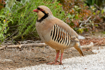 Chukarhuhn (Alectoris chukar), steht am Straßenrand einer griechischen Straße bei Athen.