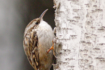 Gartenbaumläufer (Certhia brachydactyla) 