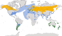 Verbreitung der Gattung Chroicocephalus