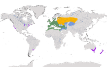 Karte zur Verbreitung der Gattung Carduelis, Stieglitze 