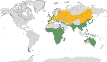 Verbreitung der Gattung der Milane (Milvus)