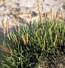 Vegetación exclusiva de esta zona, que protege las dunas del viento, en la zona de Santa Pola.