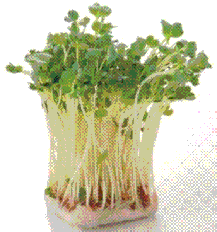 発芽野菜の貝割れ大根(Aeon)