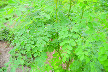「奇跡の植物」と呼ばれるモリンガ(資料写真)