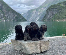 Schapendoes Boswegen Fjord Auwaldwuffel