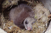 Siebenschläfer in Vogelkasten