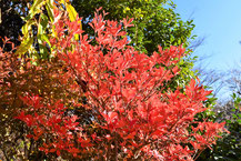 紅葉する低木