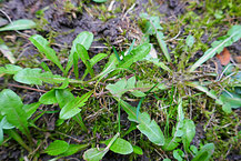 Löwenzahnrosette (Taraxacum off.) im Februar