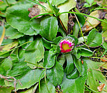 Gänseblümchen (Bellis perennis) mit Blütenknospe im Februar