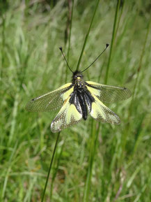 Ascalaphe soufré, Alsace (photo ugo)