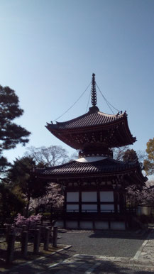 京都の隠れ桜の名所　裏千家の境内のようなお寺　京都観光タクシー　英語通訳ガイド　永田信明