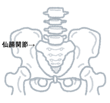 骨盤の歪み=仙腸関節の拘束