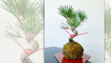 苔玉のある暮らし