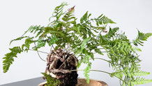 苔玉のある暮らし