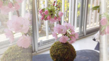 苔玉のある暮らし