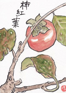 柿紅葉