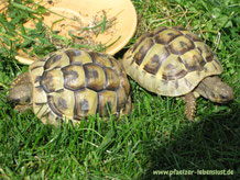 Griechische Landschildkröten