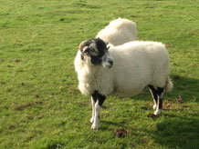 Double ewe, Double ewe local sheep