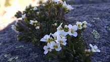 2026　八ヶ岳　高山植物　開花情報