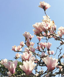 空に伸びるモクレンの花