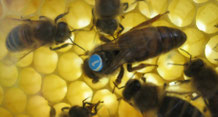 Die Bienenkönigin, die "Nr.1" im Bienenvolk