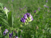 Flower of Alfalfa (Photo Credit - Arvalis)
